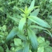 Galium × pseudoboreale - Photo (c) Valerii Glazunov, algunos derechos reservados (CC BY), subido por Valerii Glazunov