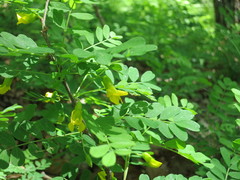 Caragana manshurica