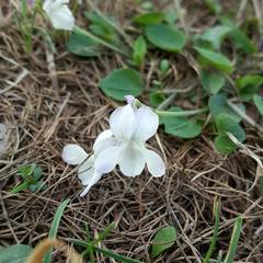Viola rupestris