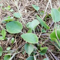Viola rupestris