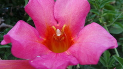 Amphilophium buccinatorium