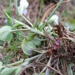 Viola rupestris