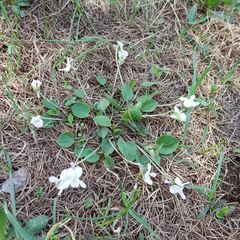 Viola rupestris