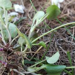 Viola rupestris