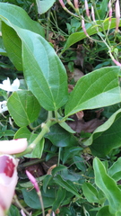 Amphilophium buccinatorium