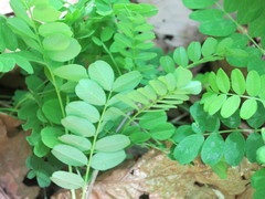 Caragana manshurica