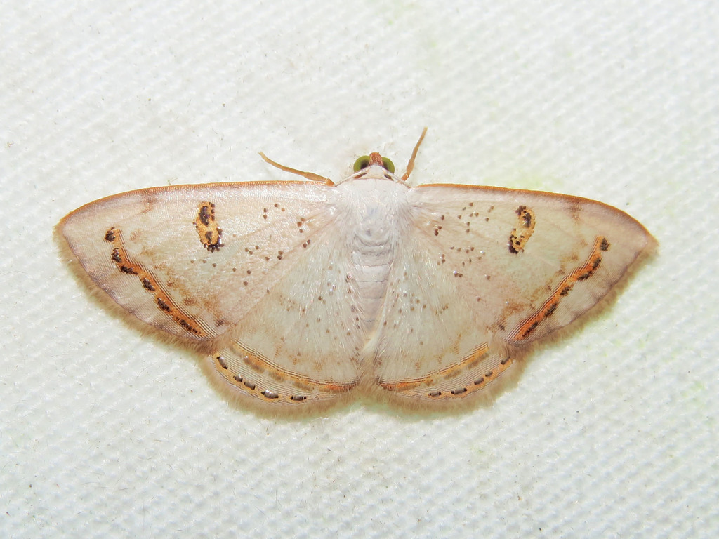 Argyrotome prospectata