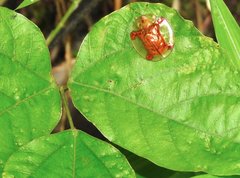 Aspidimorpha sanctaecrucis