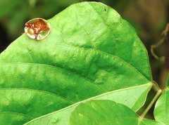 Aspidimorpha sanctaecrucis