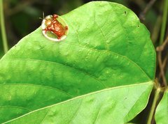 Aspidimorpha sanctaecrucis