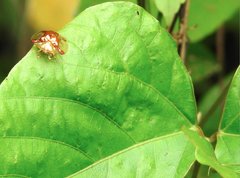 Aspidimorpha sanctaecrucis