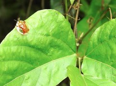 Aspidimorpha sanctaecrucis