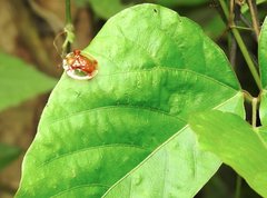 Aspidimorpha sanctaecrucis