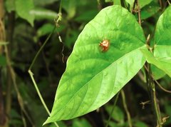 Aspidimorpha sanctaecrucis