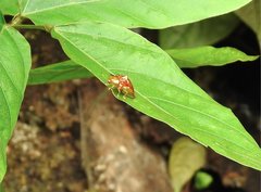 Aspidimorpha sanctaecrucis