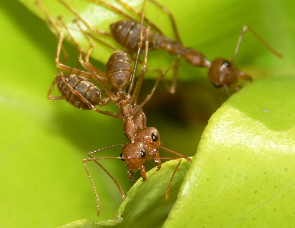 African Weaver Ant