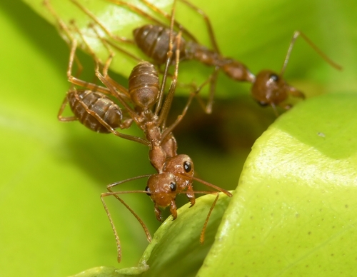 African Weaver Ant