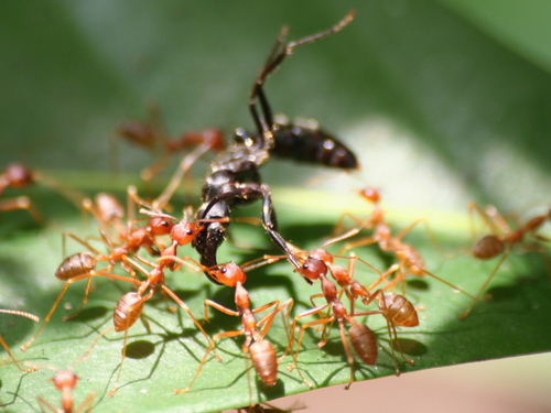 African Weaver Ant