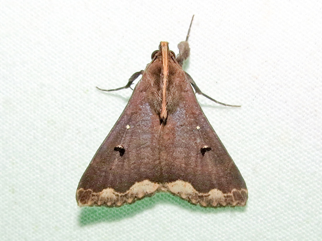 Rejectaria cocytalis