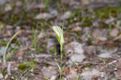 Pterostylis ampliata