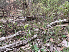 Pterostylis ampliata