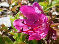 Rhododendron camtschaticum