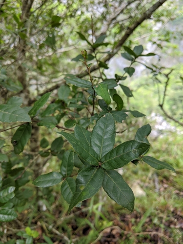 Image of Quercus tarokoensis by (c) Cheng-Te Hsu, some rights reserved (CC BY)