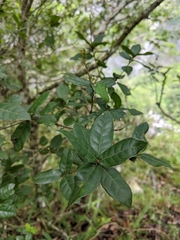 Quercus tarokoensis