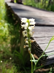 Spiranthes praecox
