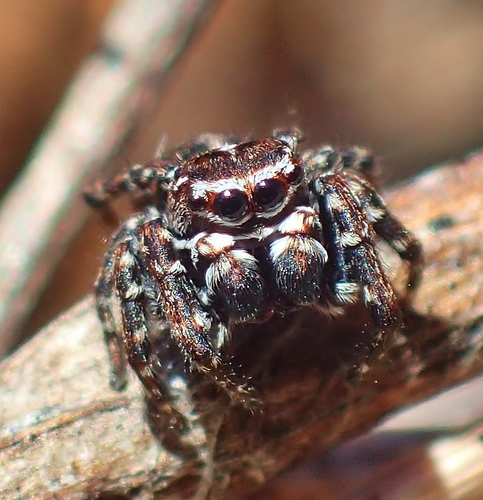 Flower Jumping Spider