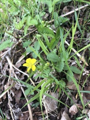 Waldsteinia