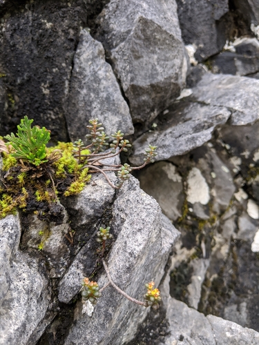 Sedum tarokoense