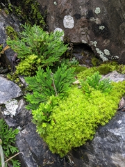 Selaginella tamariscina