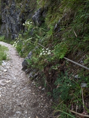 Peucedanum formosanum