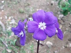 Pleroma heteromallum