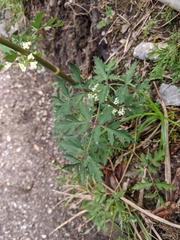 Peucedanum formosanum