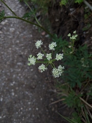 Peucedanum formosanum