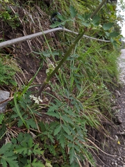 Peucedanum formosanum