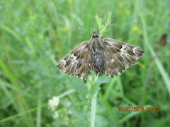 Muschampia floccifera