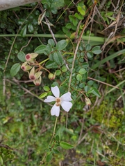 Rosa pricei