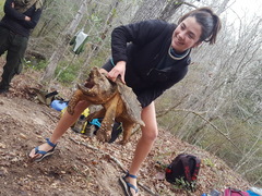 Macrochelys temminckii