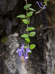 Scutellaria tashiroi