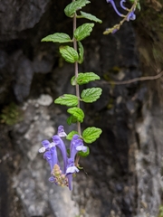 Scutellaria tashiroi