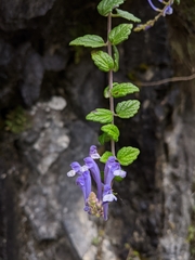 Scutellaria tashiroi