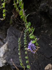Scutellaria tashiroi