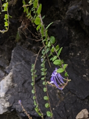 Scutellaria tashiroi