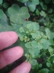 Chrysosplenium glechomifolium