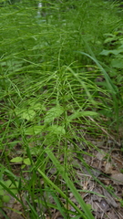 Equisetum pratense image