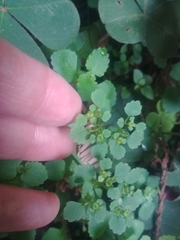 Chrysosplenium glechomifolium