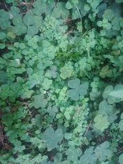Chrysosplenium glechomifolium